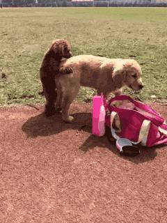 因为爸爸反对家里养狗,奶奶死活不让养狗怎么办