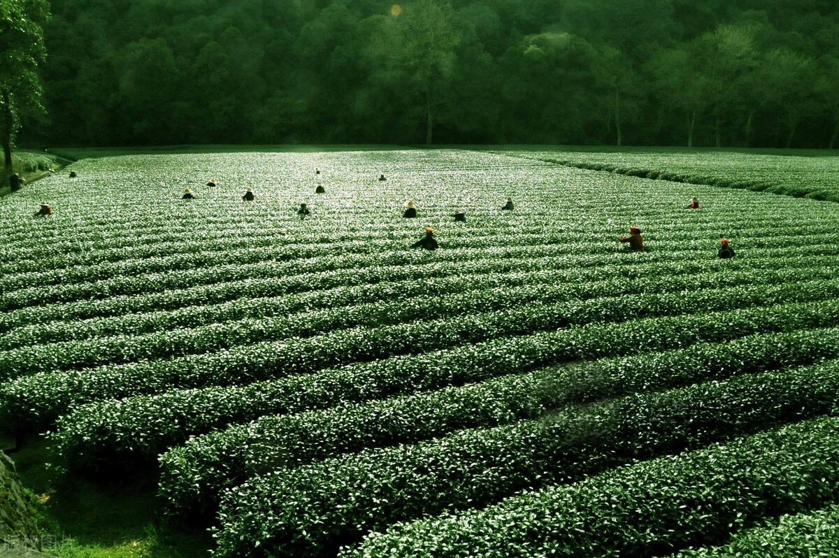 安静的散文余秋雨,安静的文字朗读