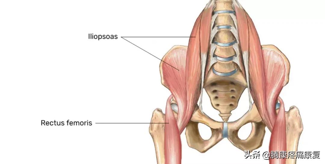 怎么解决下交叉综合症,下交叉综合征改善训练
