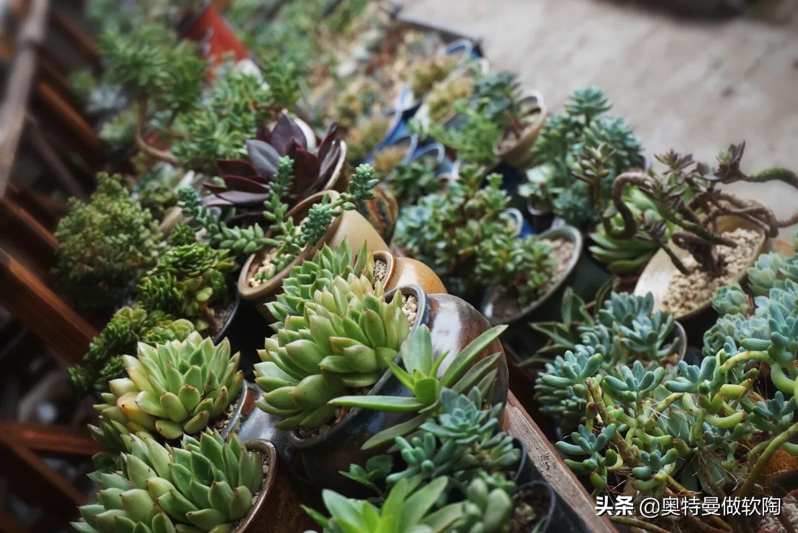 红檀多肉夏天怎么度夏,多肉乌木夏天好度夏吗