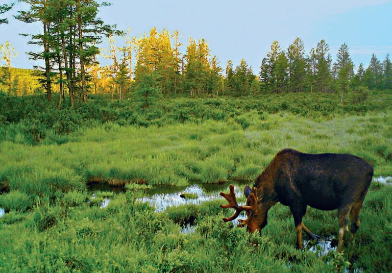 林草科普|驼鹿：典型泰加林居民