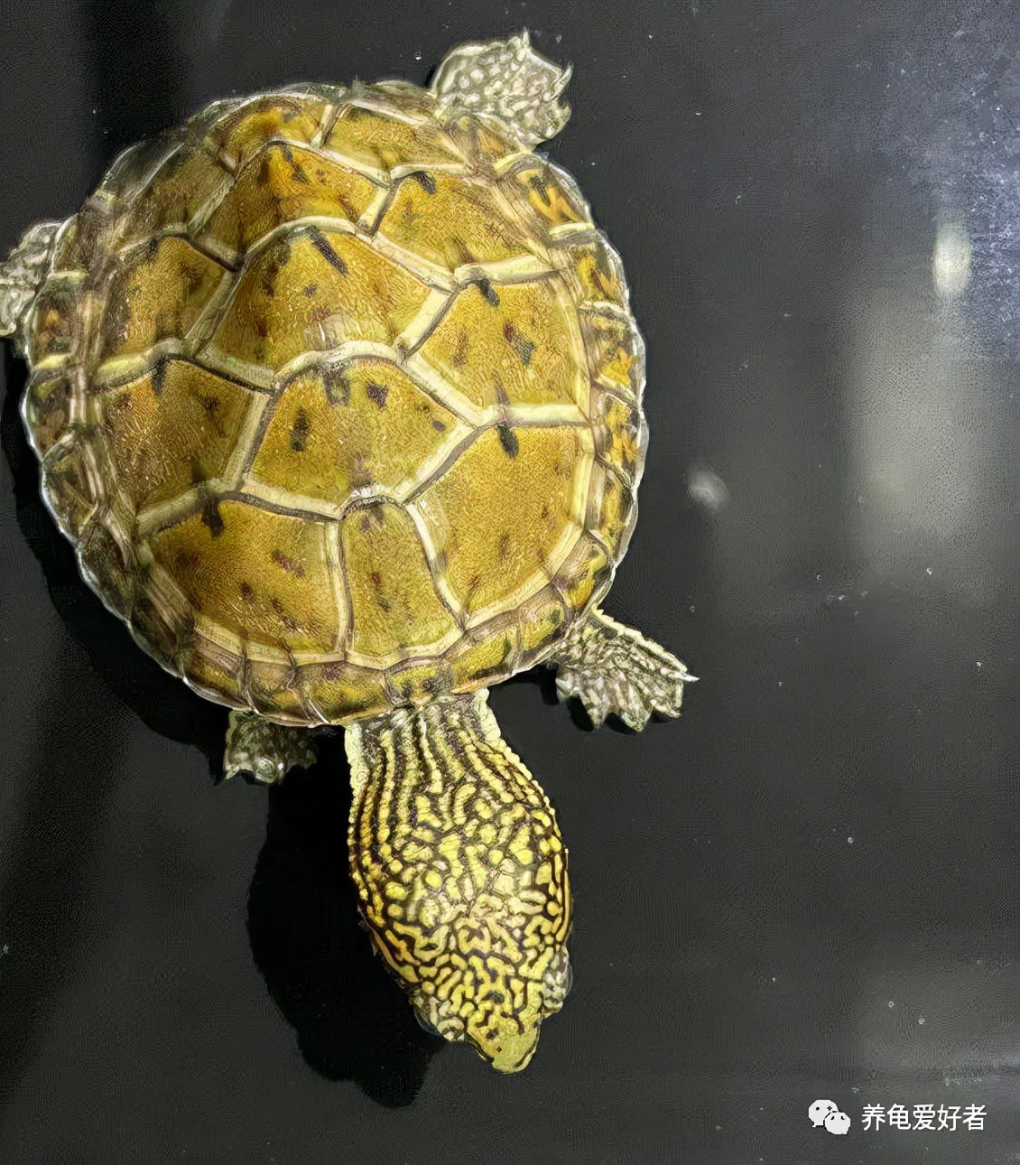 刚到家的龟浮水不肯下水怎么回事,又到了不吃饭也要吃螃蟹的季节