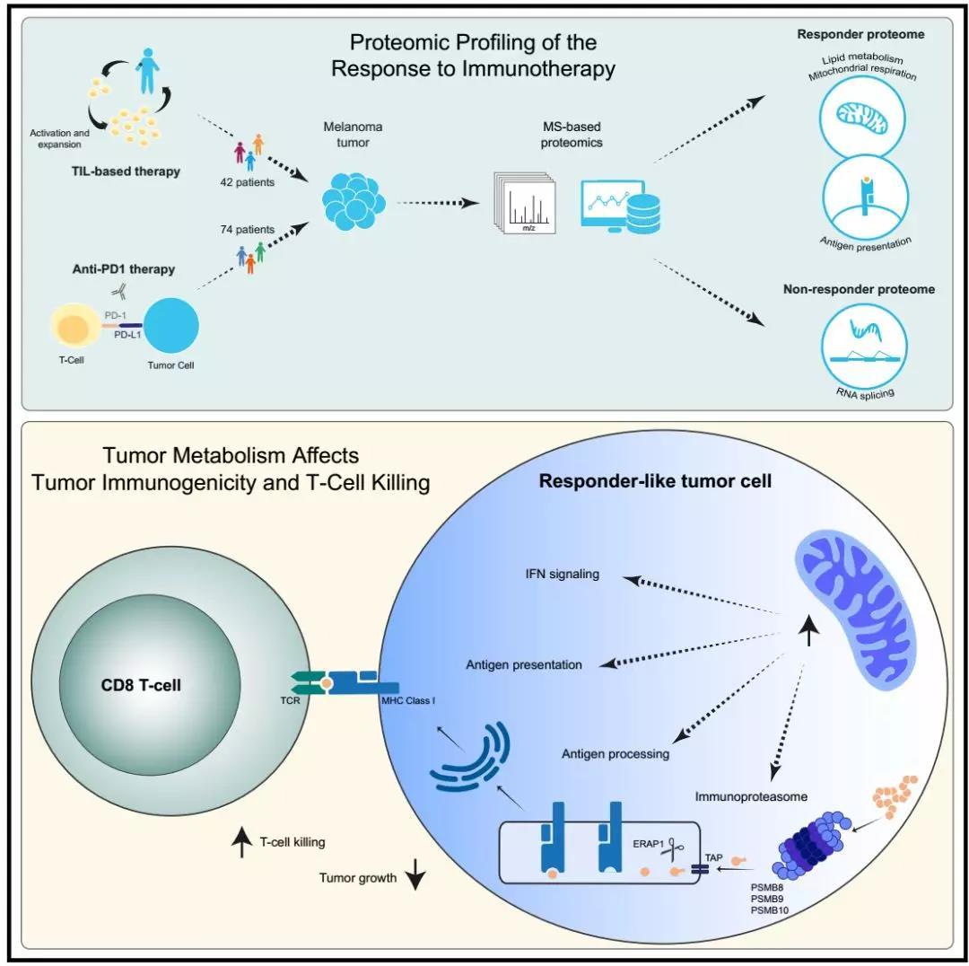 免疫球蛋白选择性iga缺陷是什么,选择性免疫球蛋白a缺乏症