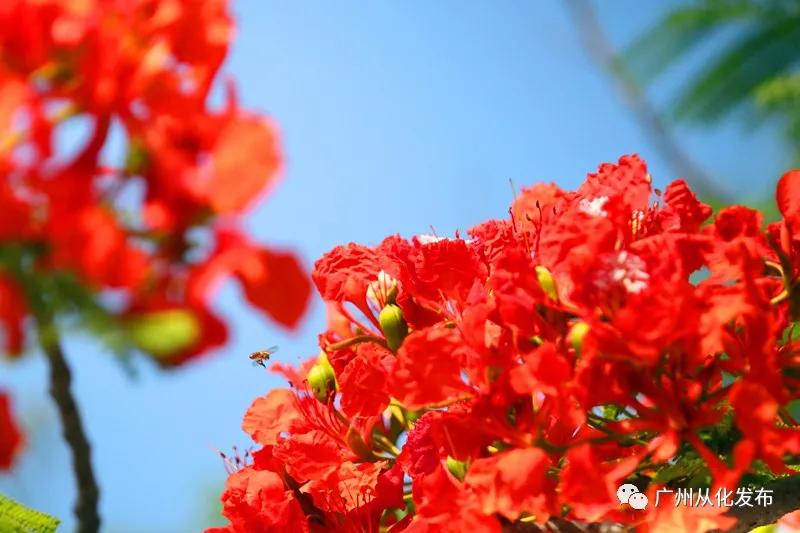 凤凰花从化,从化江浦凤凰花