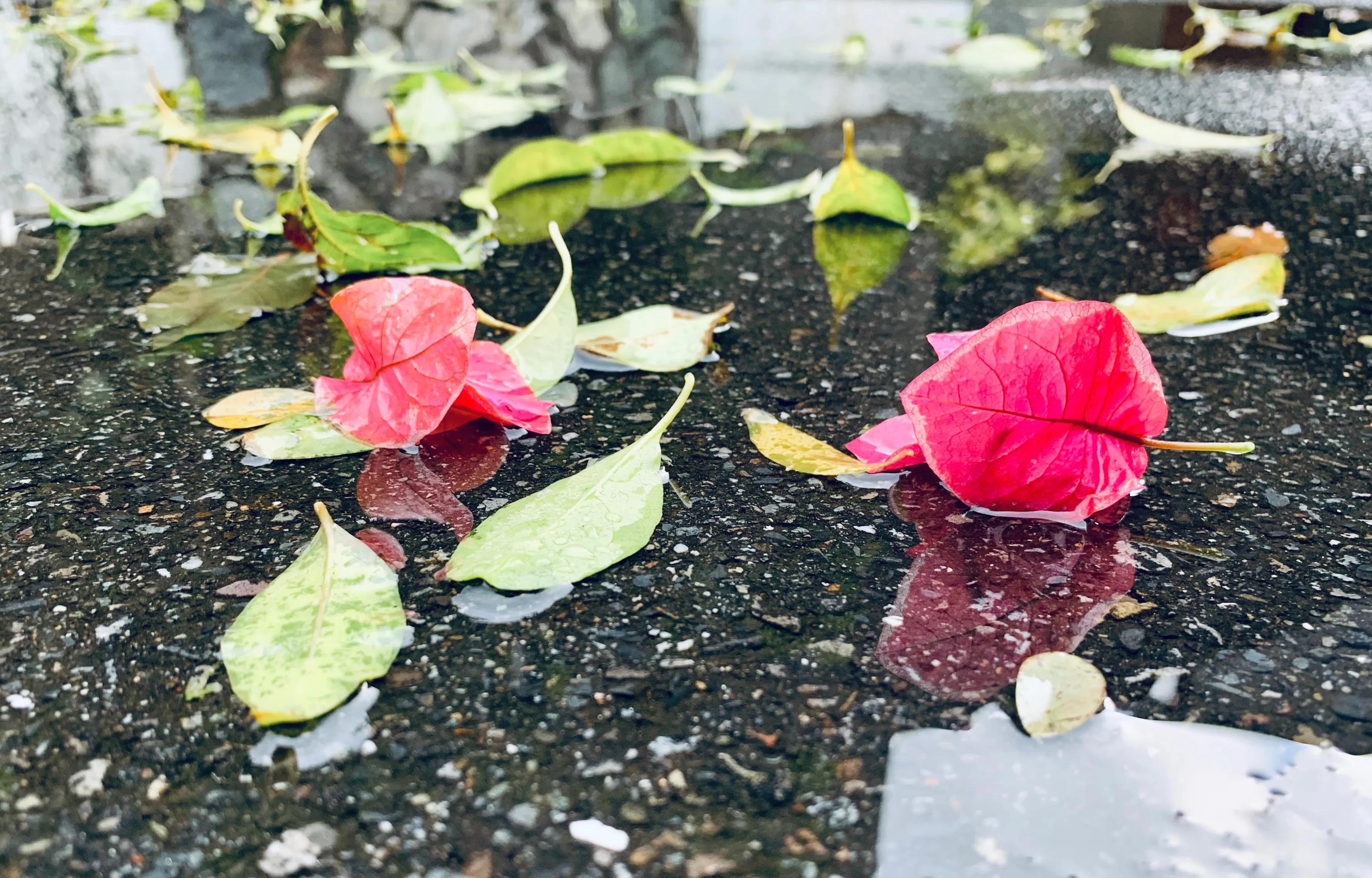 梦里花落知多少男友挽回分手女友,梦里花落知多少林岚和闻婧出事