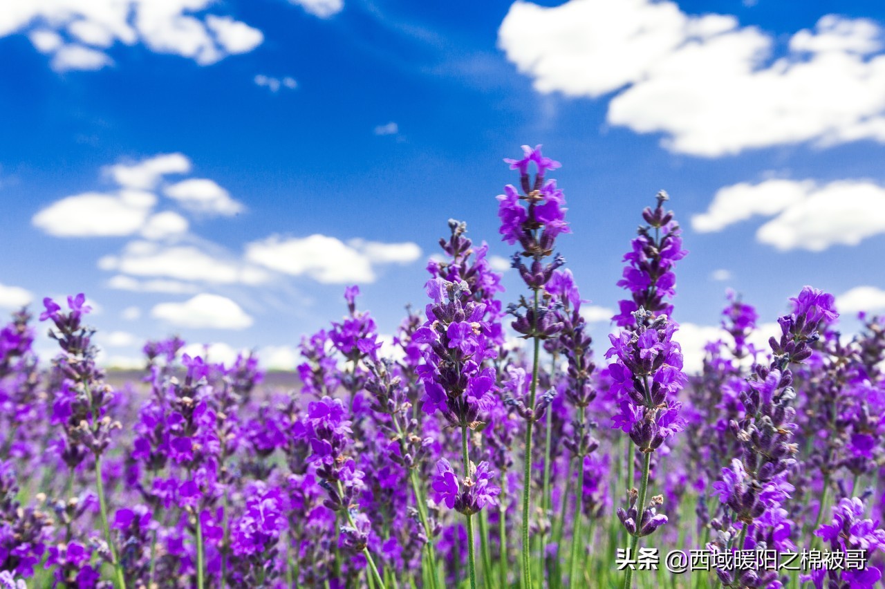 我喜欢的薰衣草,女生喜欢薰衣草