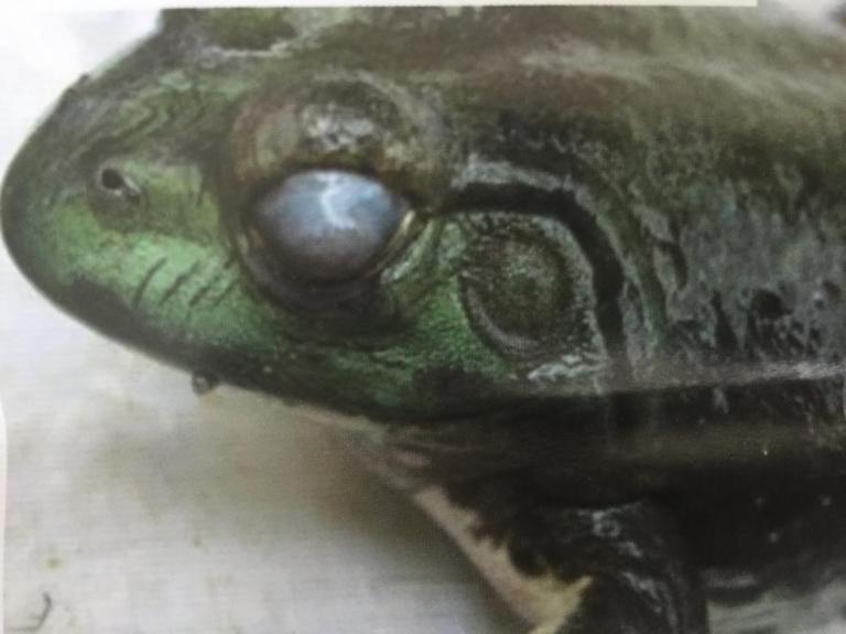 黑斑青蛙养殖技术视频教程,青蛙黑斑蛙高密度养殖技术培训