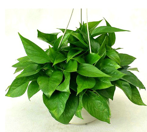 如何预防甲醛最好的方法,装修的房子如何预防甲醛中毒