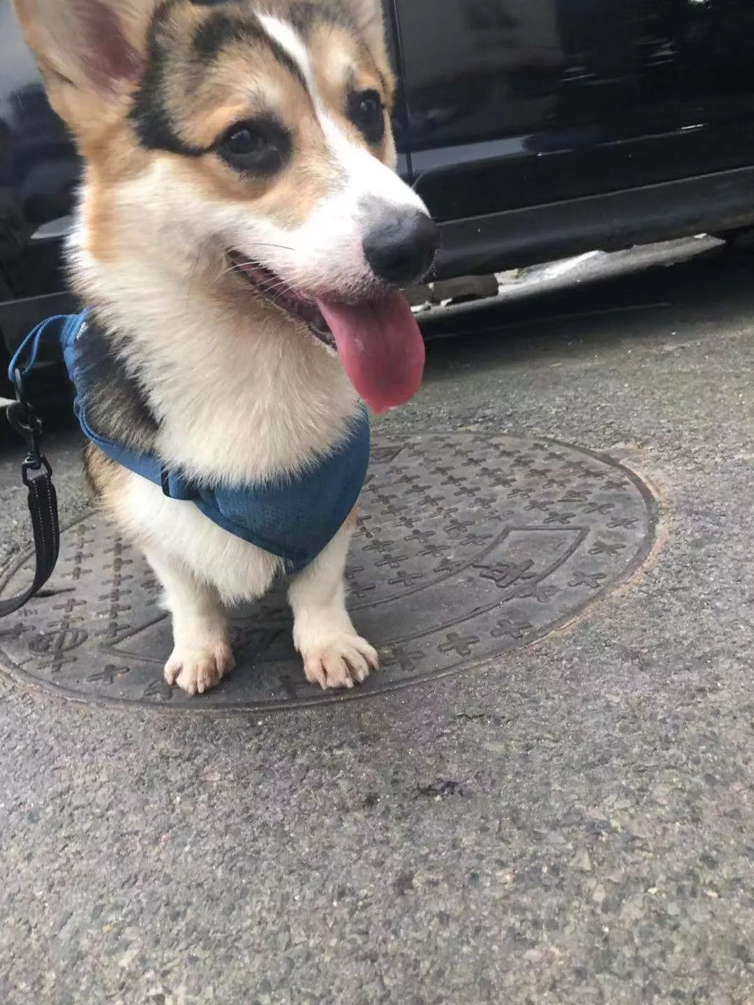 猫狗夏天会热中暑吗,中暑怎么刮痧中暑的急救小妙招