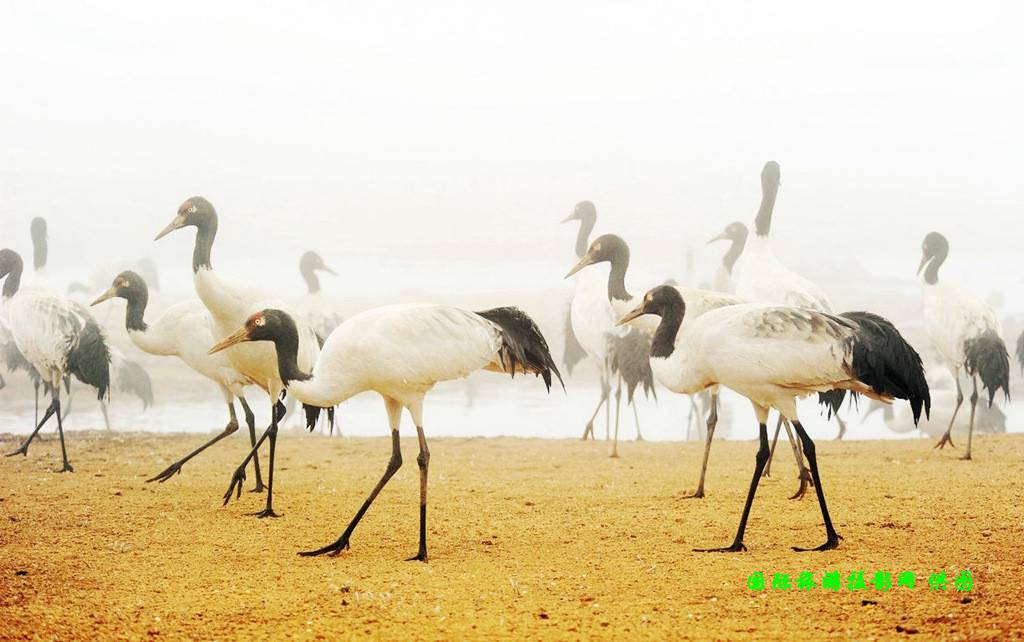 云南昭通大山包黑颈鹤攻略,云南黑颈鹤旅游