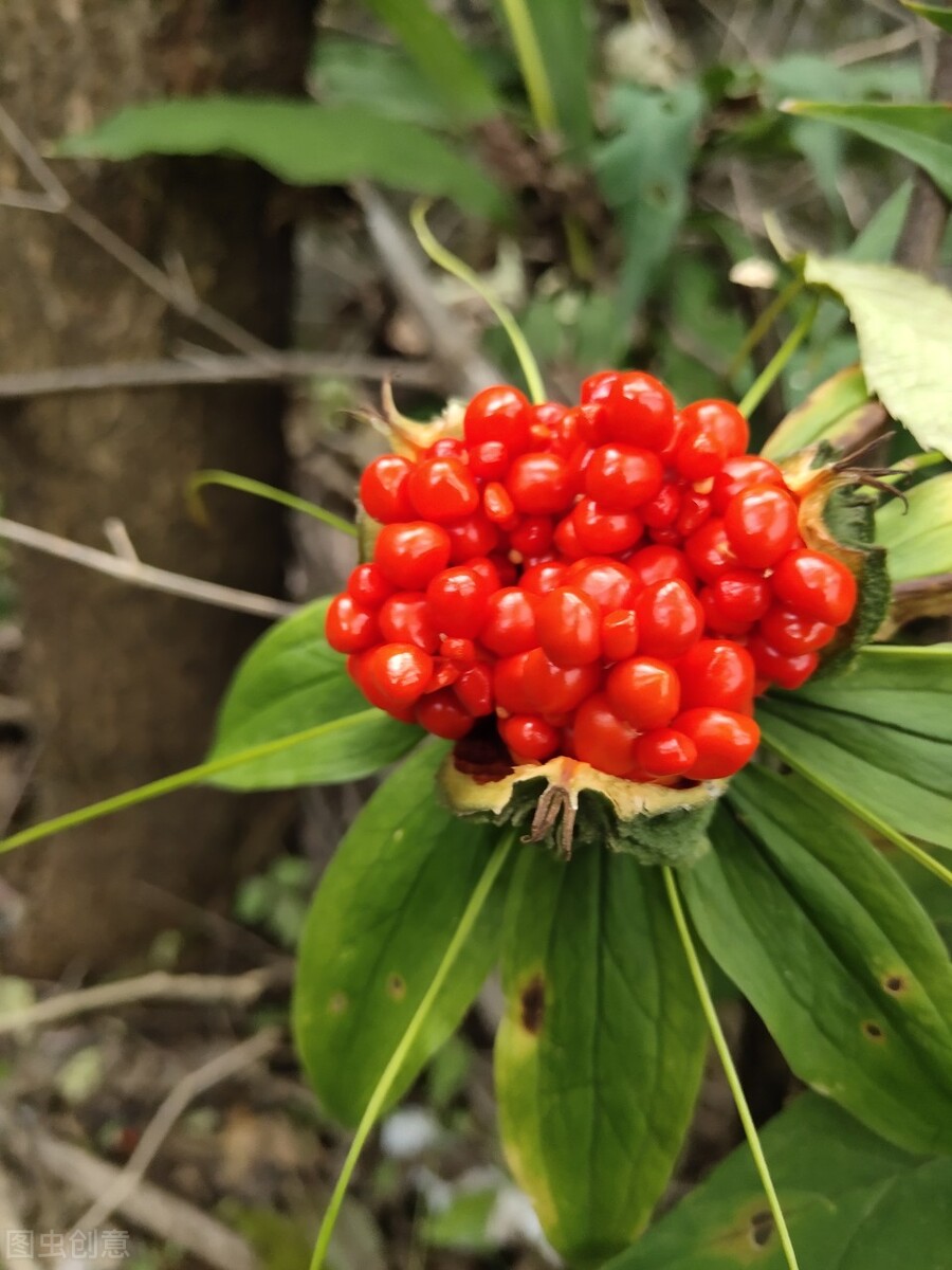 结节息肉的最佳治疗方法,中医对结节和息肉怎么治
