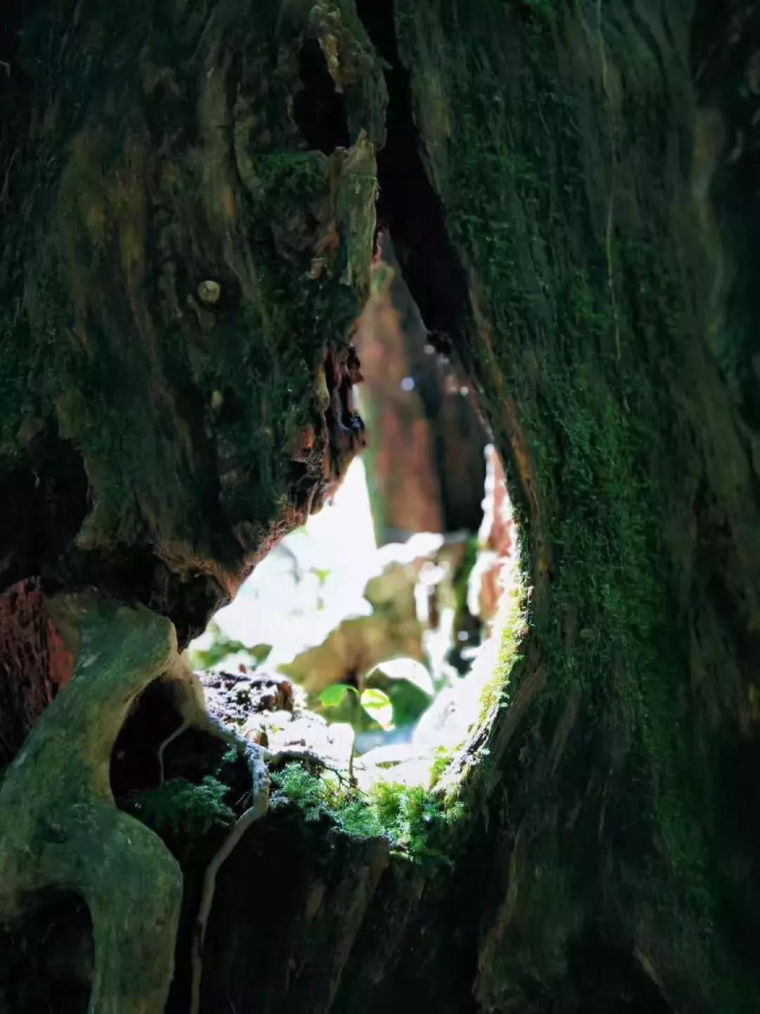 六年旅行者,国六旅行者