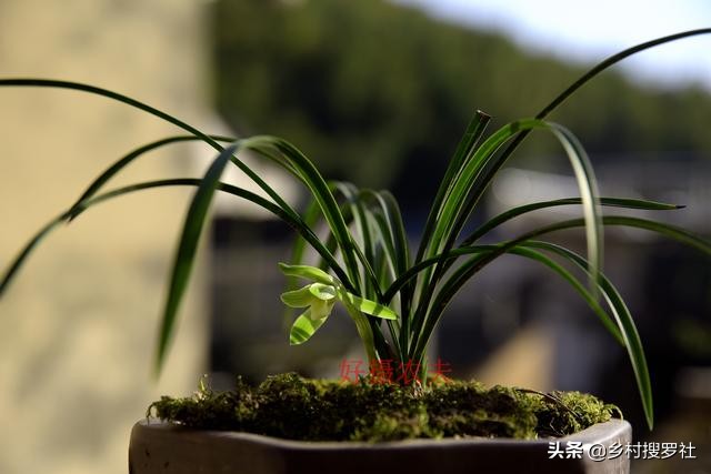 兰花叶片发黄是什么原因造成的,兰花黄叶的原因及改善方法