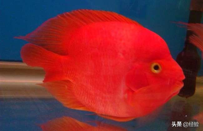 鹦鹉鱼吃清道夫,鹦鹉鱼吃什么饲料