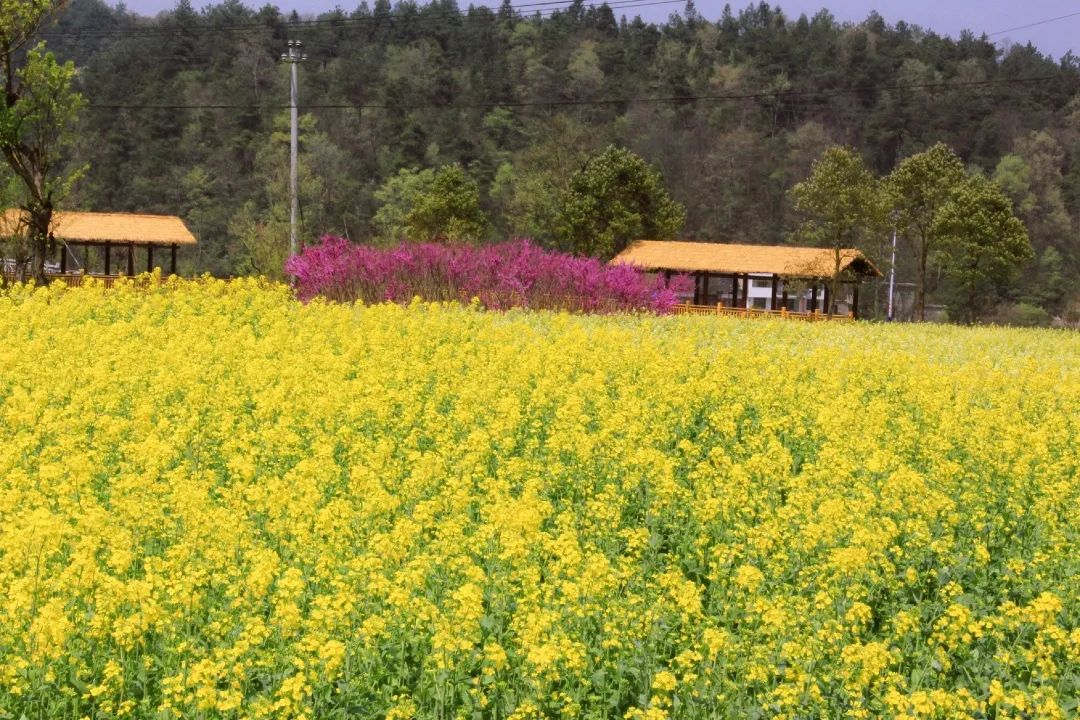 赏春图鉴丨赏花海、品清茶、尝美食...乌当百宜镇这条宝藏春游线路,就等你来打卡啦!