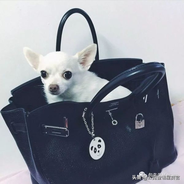 好看又大的宠物包,超好看的宠物包