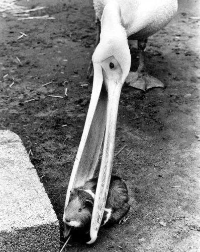 看起来威武霸气,其实比谁都嘴欠,带你了解鹈鹕的生活