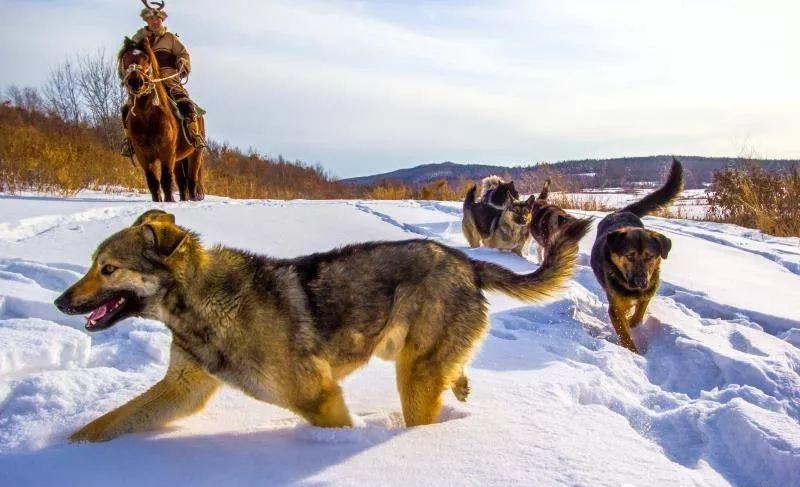 鄂伦春猎犬中国北方的守山犬,猎犬鄂伦春