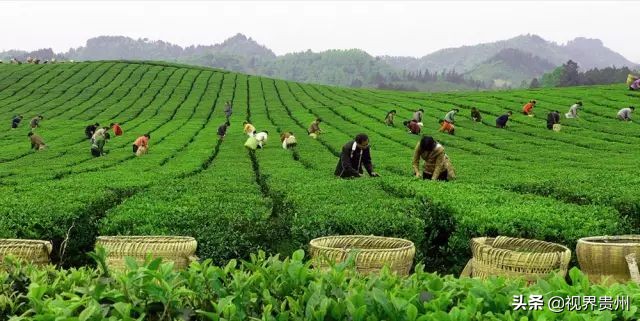 贵州茶海的春天有多美,贵州最美茶海