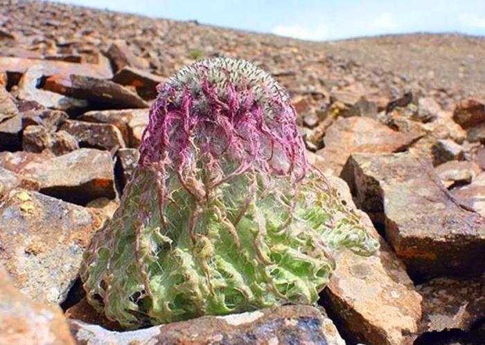 它被称是“麦朵刚拉”，因为张的像兔子，被卖到了黄金一样的价格