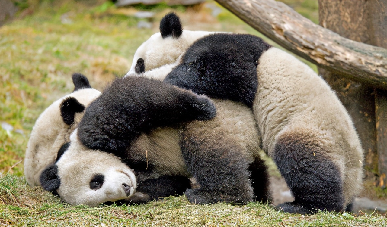 人类胚胎最初属于哺乳类吗,人类胚胎发育的场所是