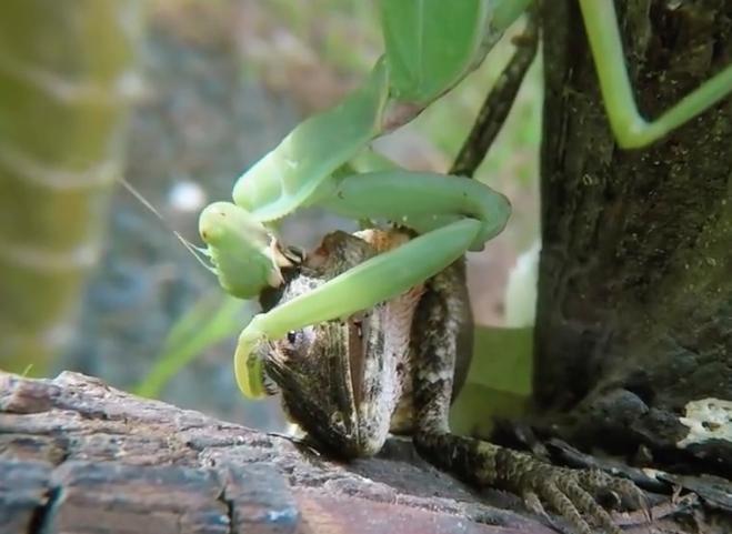 螳螂一般从哪个方面介绍螳螂,关于螳螂科普的视频