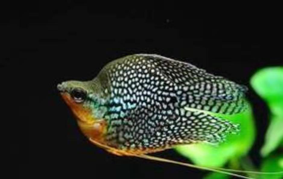 斗鱼观赏鱼大型,哪种斗鱼最适合新手养