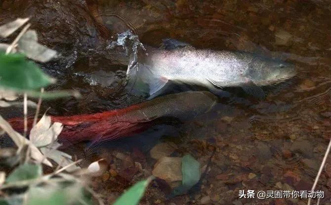 金日成爱吃的它,居然已经在国内绝迹?