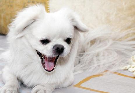 狗狗身上有皮屑还掉毛怎么回事,狗狗身上掉毛秃了一块用什么药