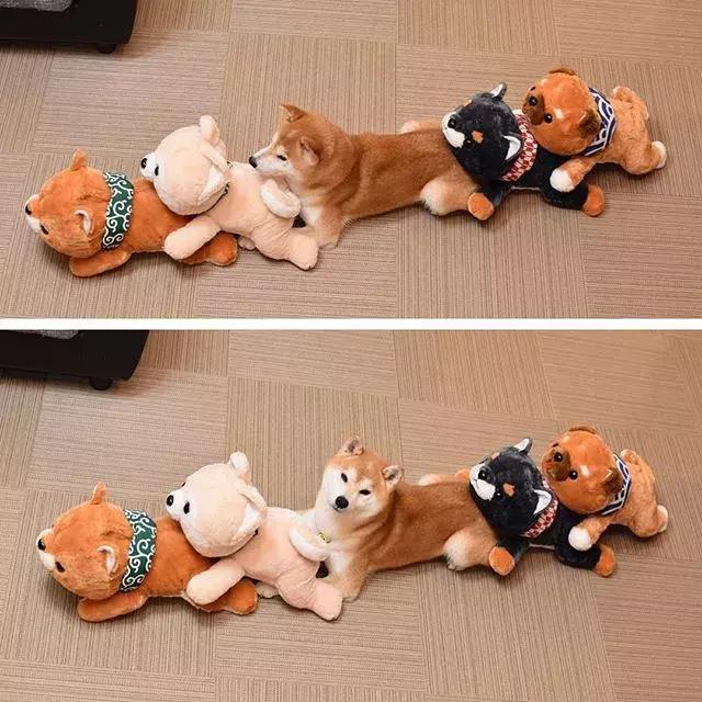 日本博主给两只柴犬买了几十只玩偶，变成大型实物版“连连看”…