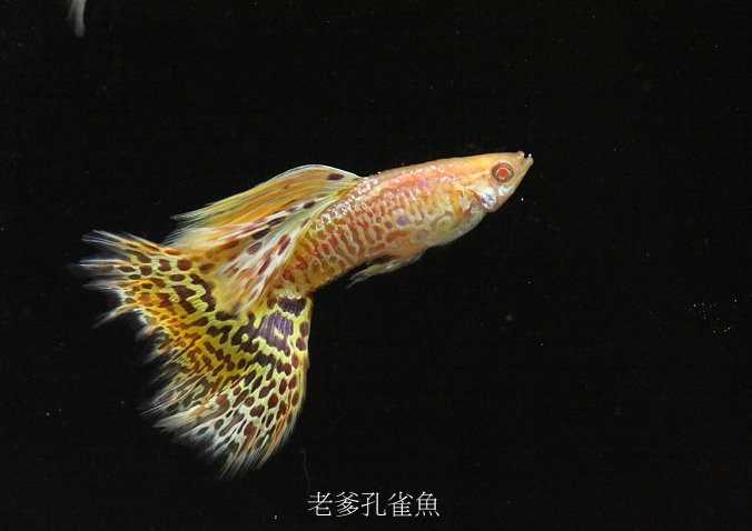 关于水霉病的防治,发现水霉怎么办