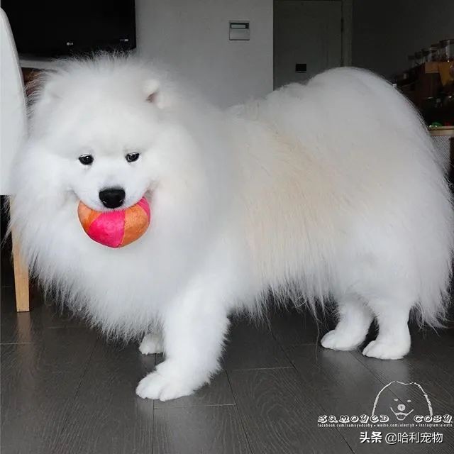 柯基和萨摩哪个可爱,萨摩耶和柯基哪个体型大