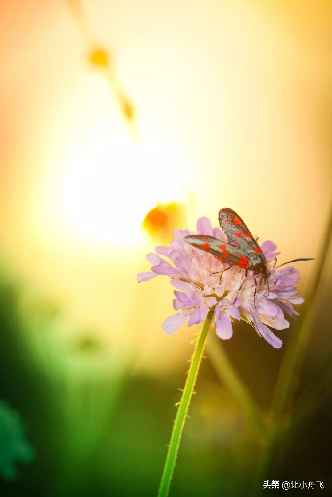 小满未满小得盈满,小满知足盈满常乐