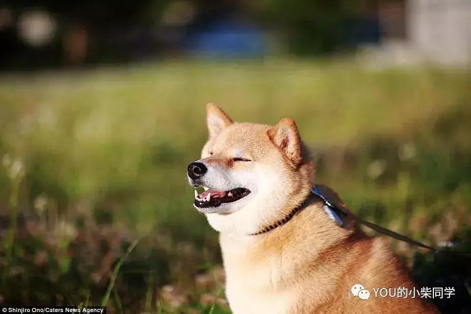 柴犬常见的几大心理疾病,柴犬有关的病