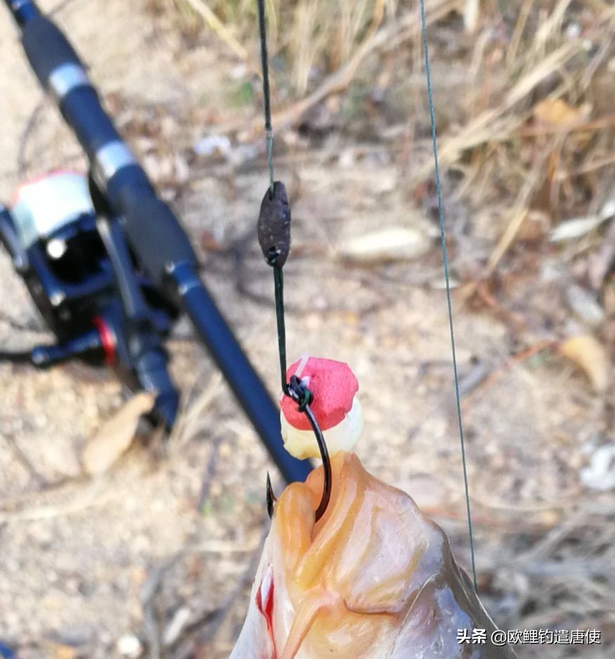 为什么鲤鱼比鲫鱼难钓,为什么鲫鱼这么难咬钩