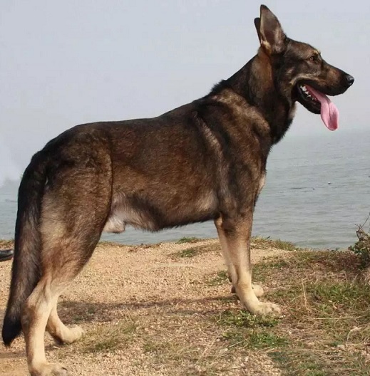 警界“利剑”——昆明犬