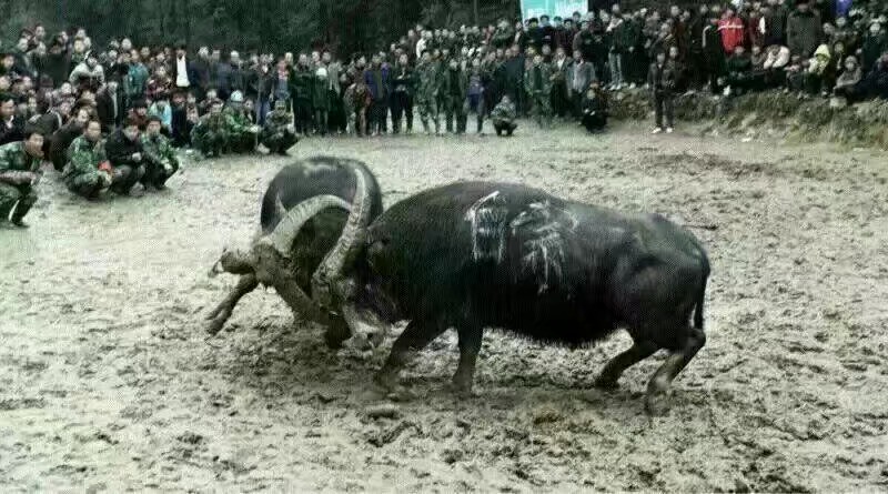 贵州苗乡斗牛视频大全,水打坪乡村斗牛