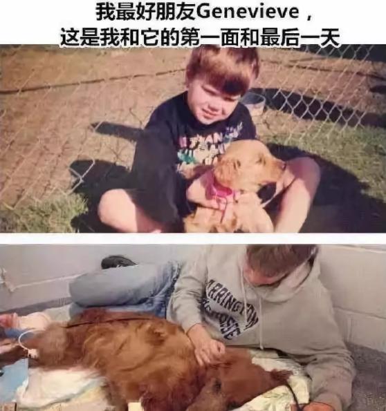 面对宠物的离去我们能做什么,怎么面对宠物离去的悲伤