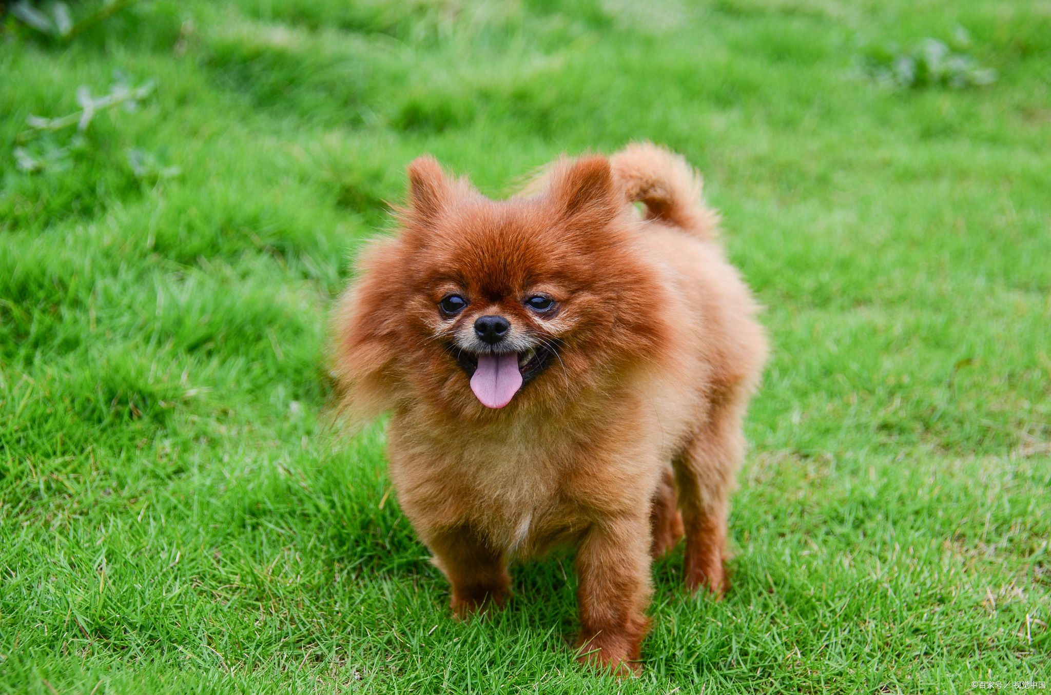 两个月博美一天吃多少狗粮合适,一个月的博美一次喂多少狗粮合适