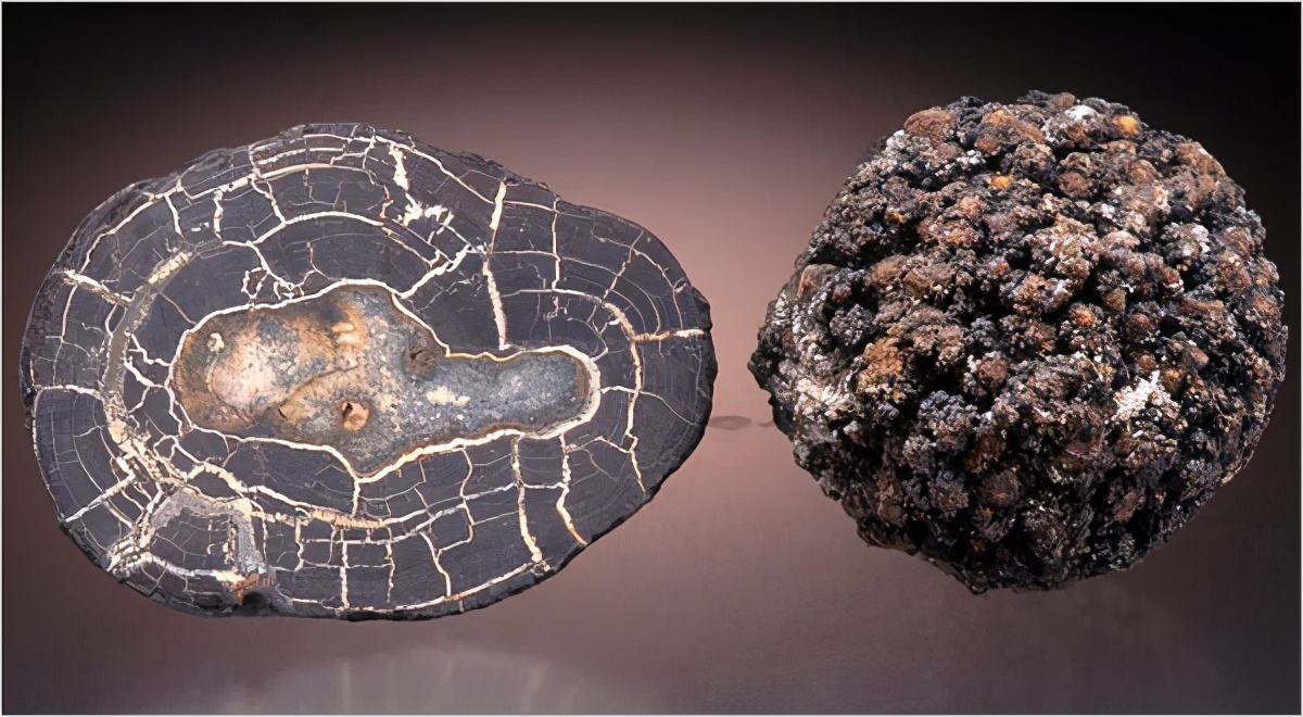 海底5000米发现神秘史前怪物,海底发现5500米的生物