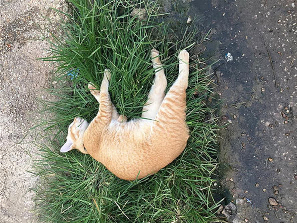 流浪橘猫金背银床跑进家里,流浪小奶猫在路人衣服里