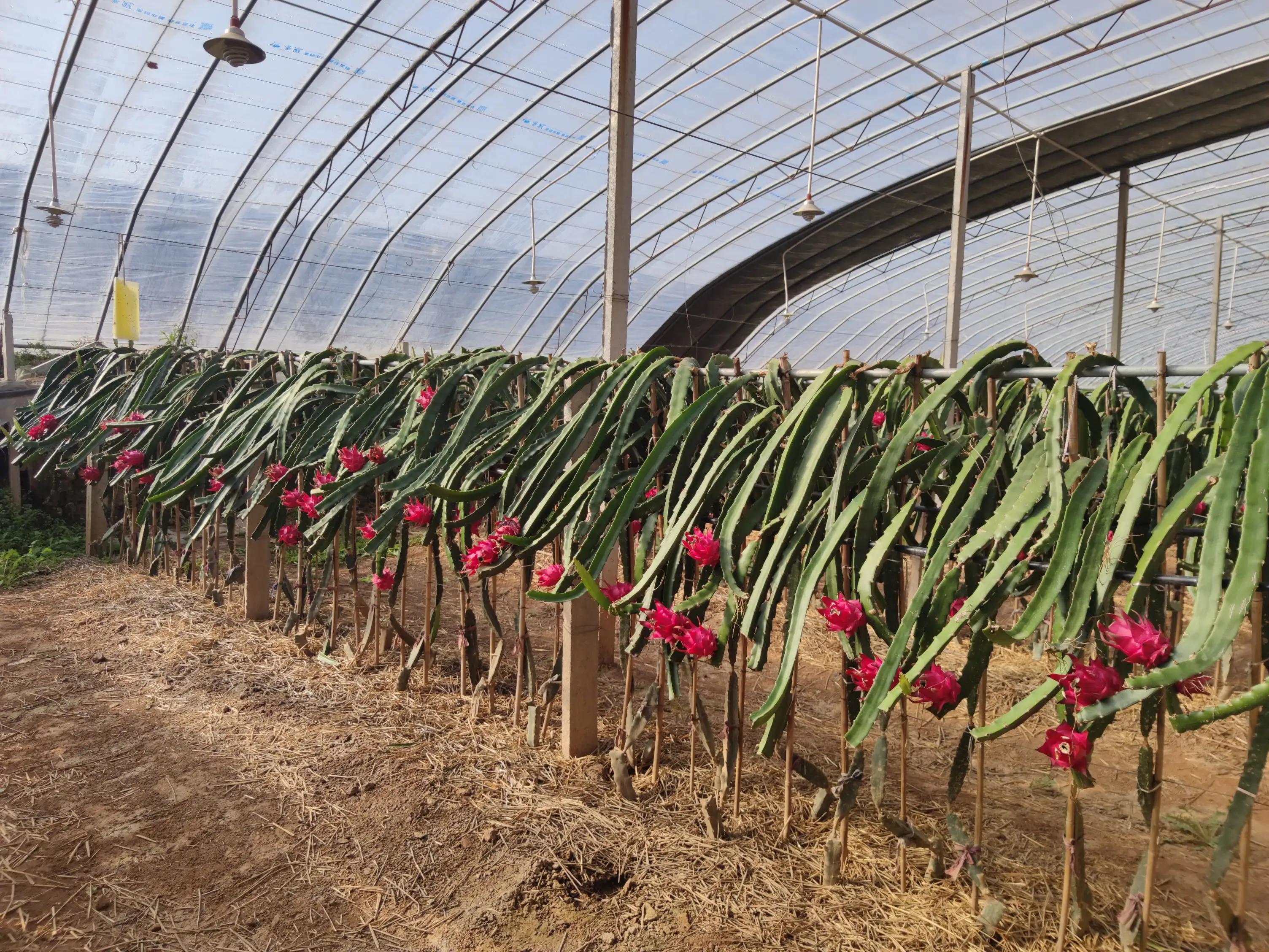 火龙果品种好吃,火龙果品种大全大图