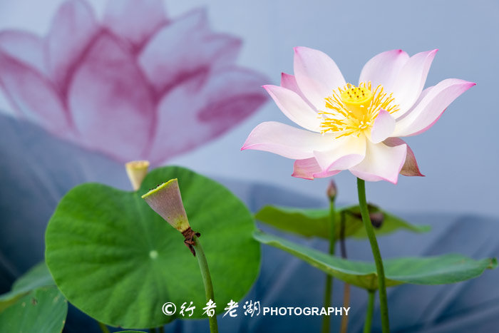 最美荷花展深圳,深圳最美荷花