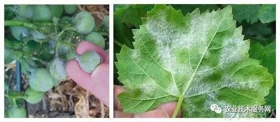 葡萄花前主要病害,葡萄病害图片大全大图