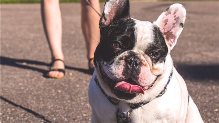 哪些玩具可以逗狗狗开心,安抚狗狗情绪的玩具