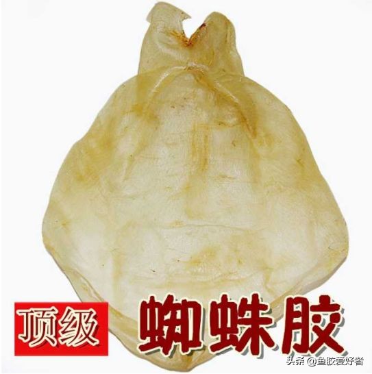 鱼胶网红推荐,鱼胶蜘蛛胶回收多少钱