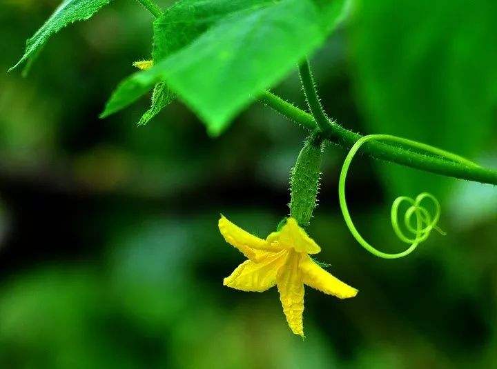 弯曲的黄瓜,弯曲的黄瓜怎么画