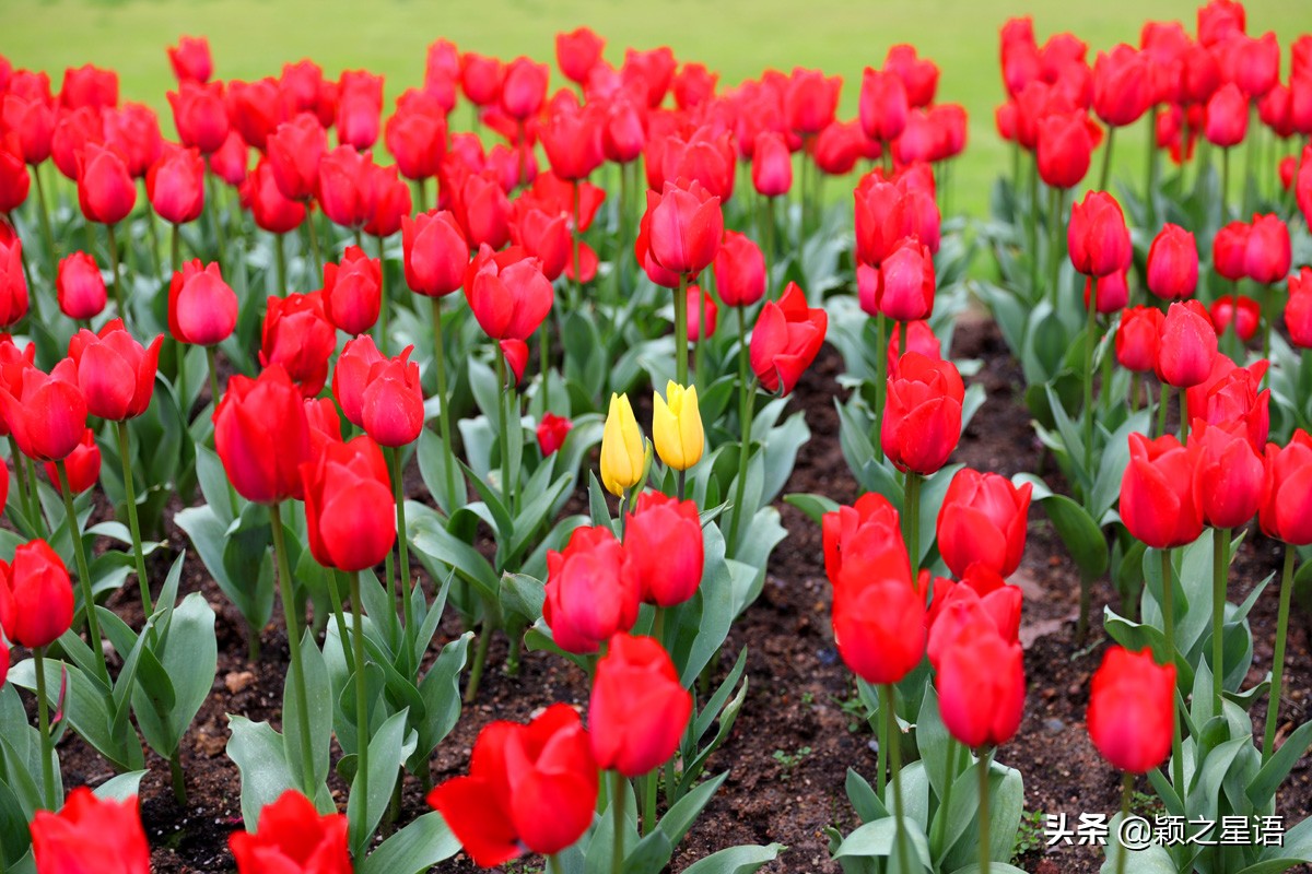 郁金香鲜花香味,郁金香鲜花诗情画意