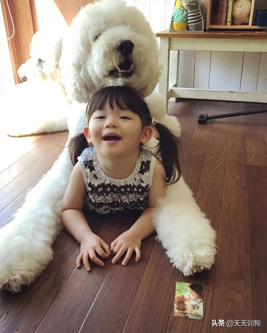 谁说怀孕要送走狗狗？如今狗狗成了孩子专属保镖啦