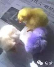 宠物去世你还会再养一只吗,狗狗病死还想再养一只